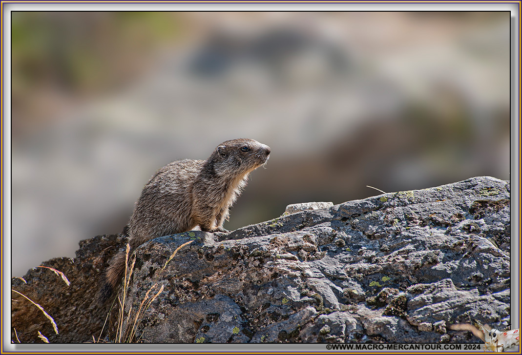 MARMOTTES